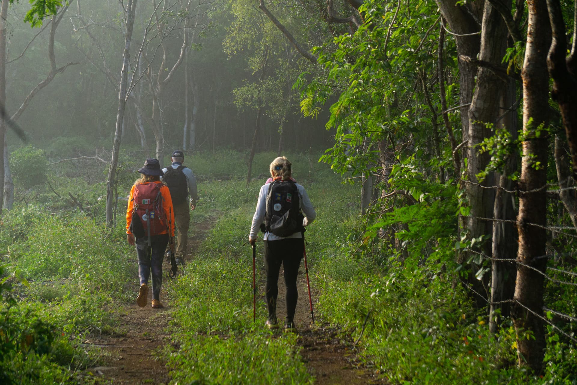 Caminantes con bastones avanzando por un sendero entre árboles con neblina al amanecer