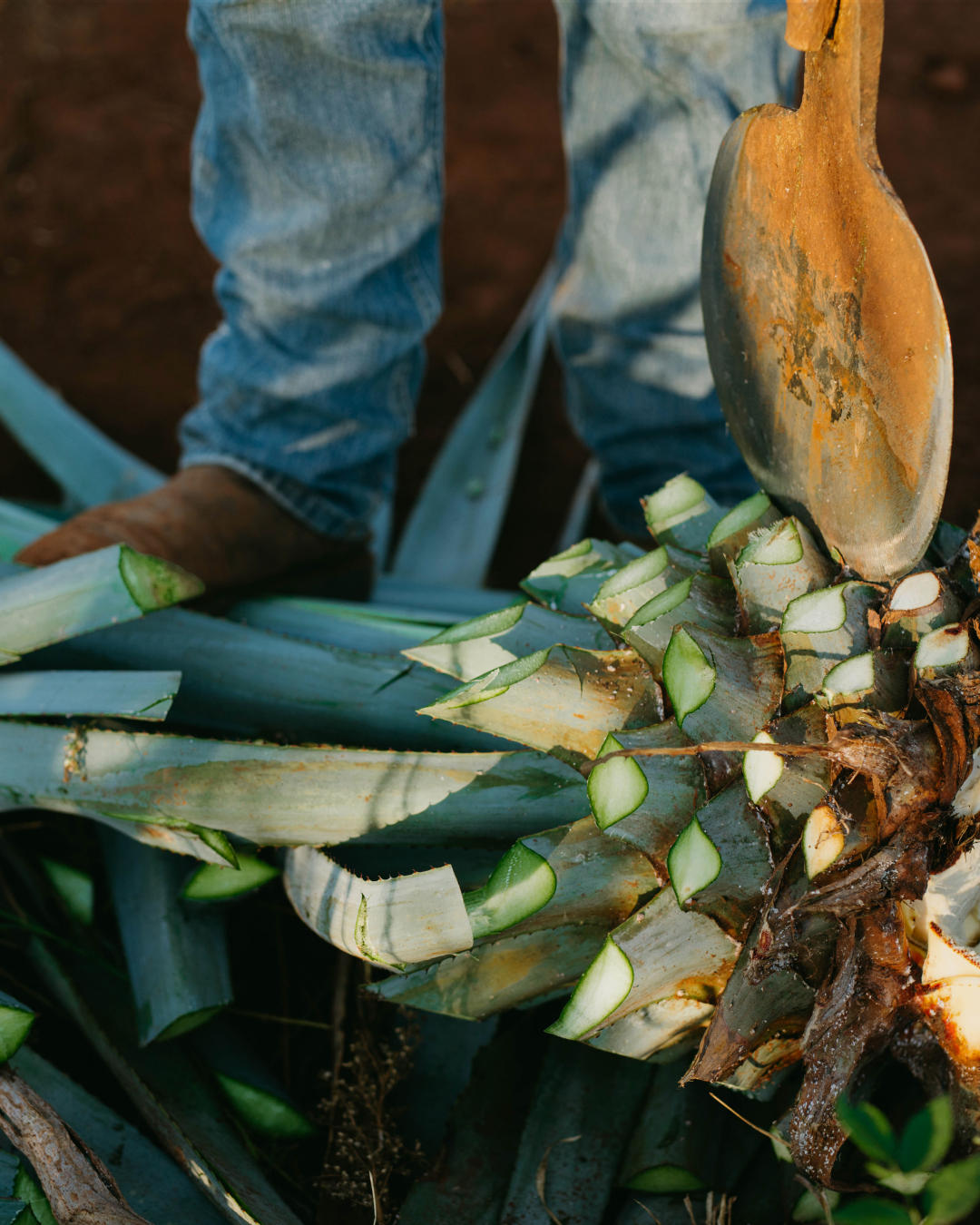 Jimador cortando las pencas de un agave durante la cosecha en Oaxaca
